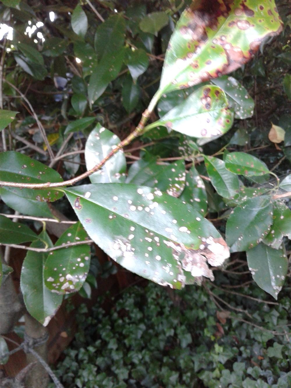 Plant ID forum→Shrub id and disease id