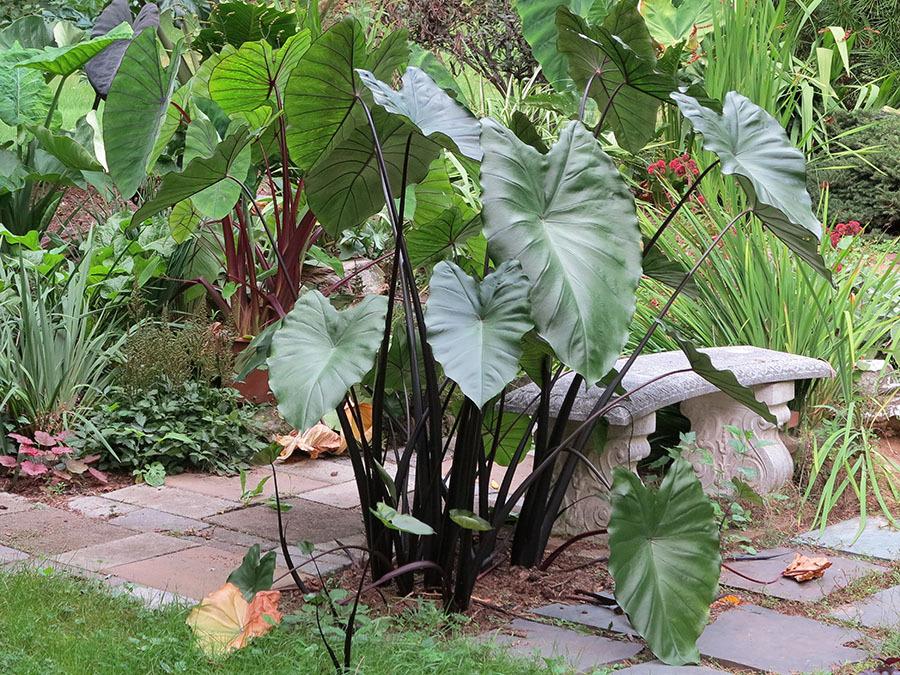 Photo of the entire plant of Black Stem Elephant Ear (Colocasia
