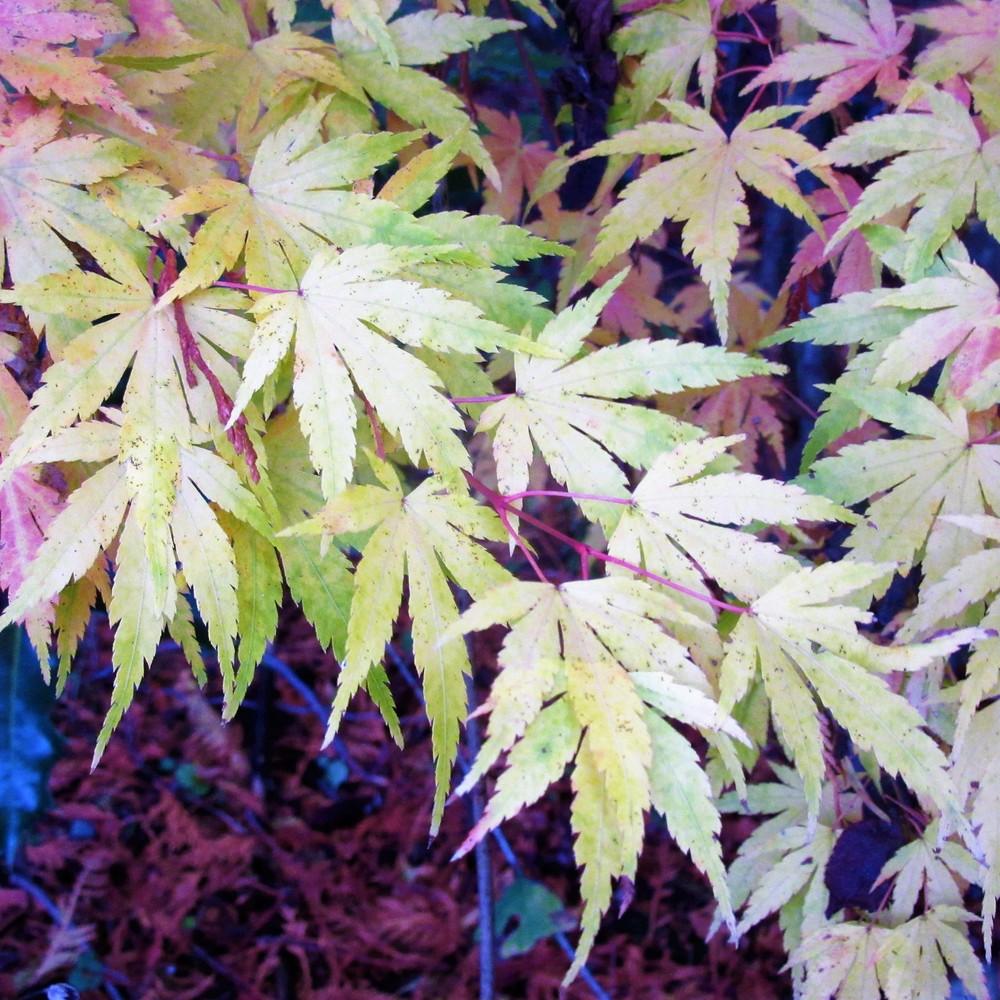 Photo of the fall color of Japanese Maple (Acer palmatum 'Butterfly