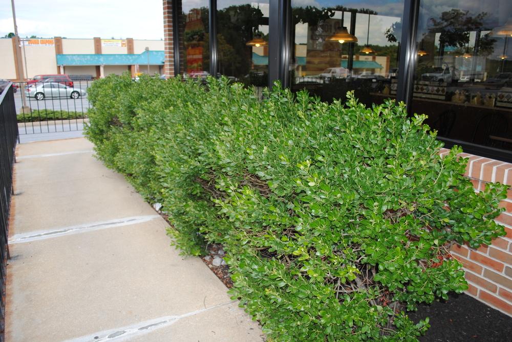 Photo of the entire plant of Inkberry (Ilex glabra posted