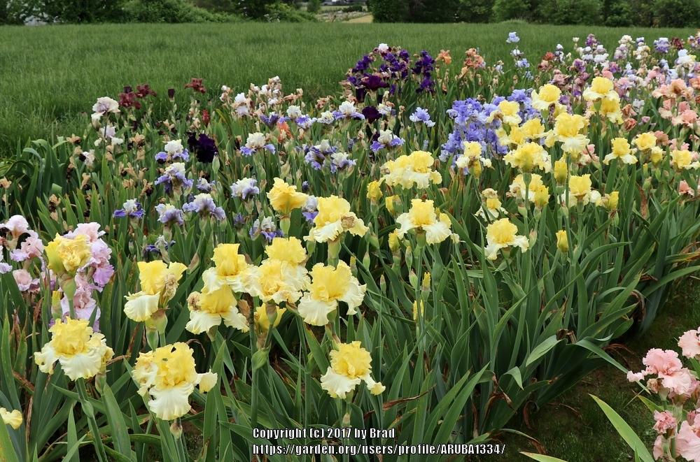 Photo of the bloom of Tall Bearded Iris (Iris 'Clean Energy') posted by