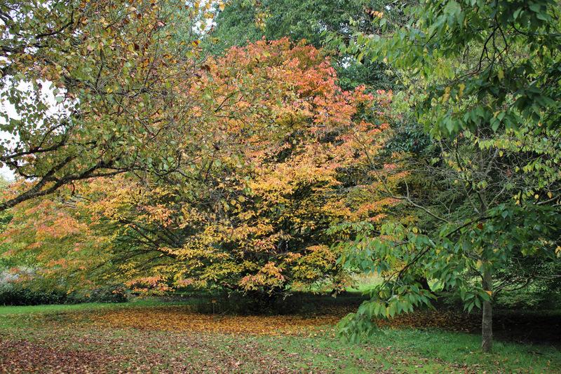 Photo of the fall color of American Hornbeam (Carpinus caroliniana) posted by RuuddeBlock