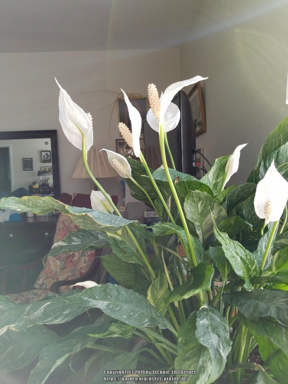 How To Save A Dead Peace Lily Lily Flower