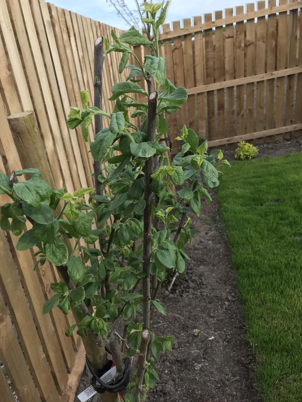 Advice on young plum tree in the Ask a Question forum