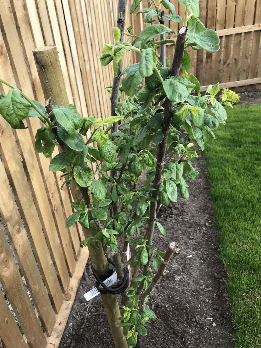 Advice on young plum tree in the Ask a Question forum