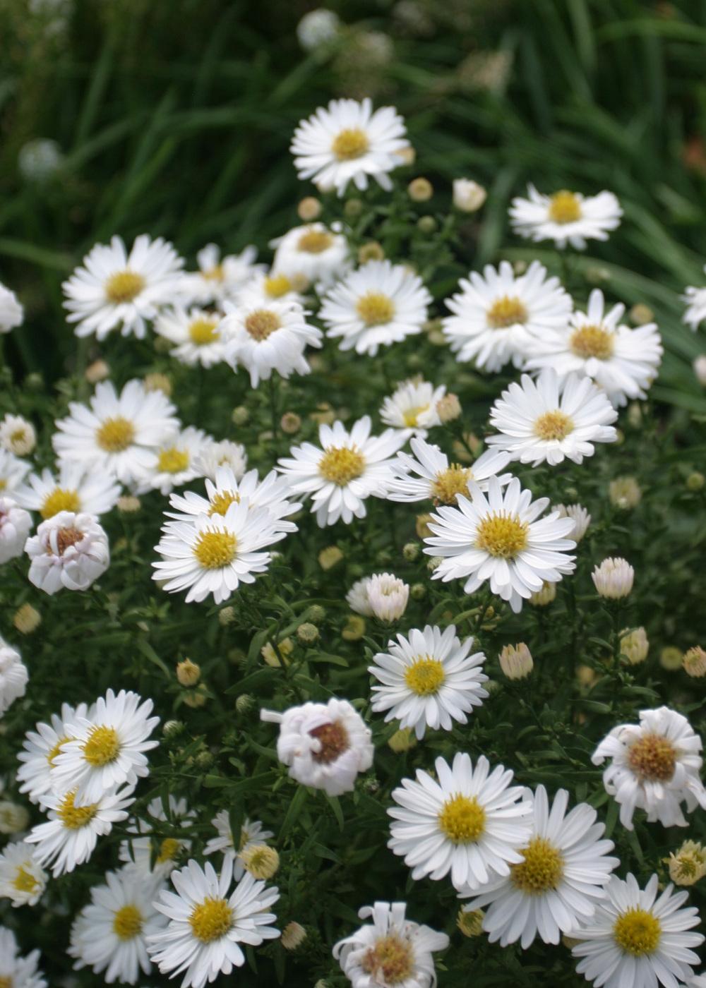 Aster Frost in the Asters Database