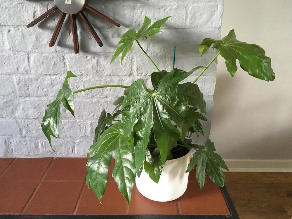 Fatsia japonica drooping in the Houseplants forum