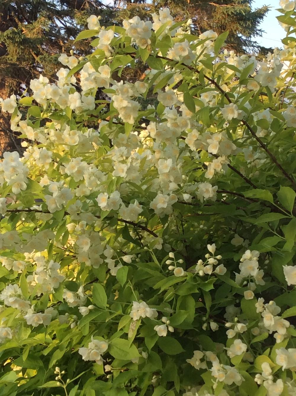 Mock Oranges Plant Care and Collection of Varieties