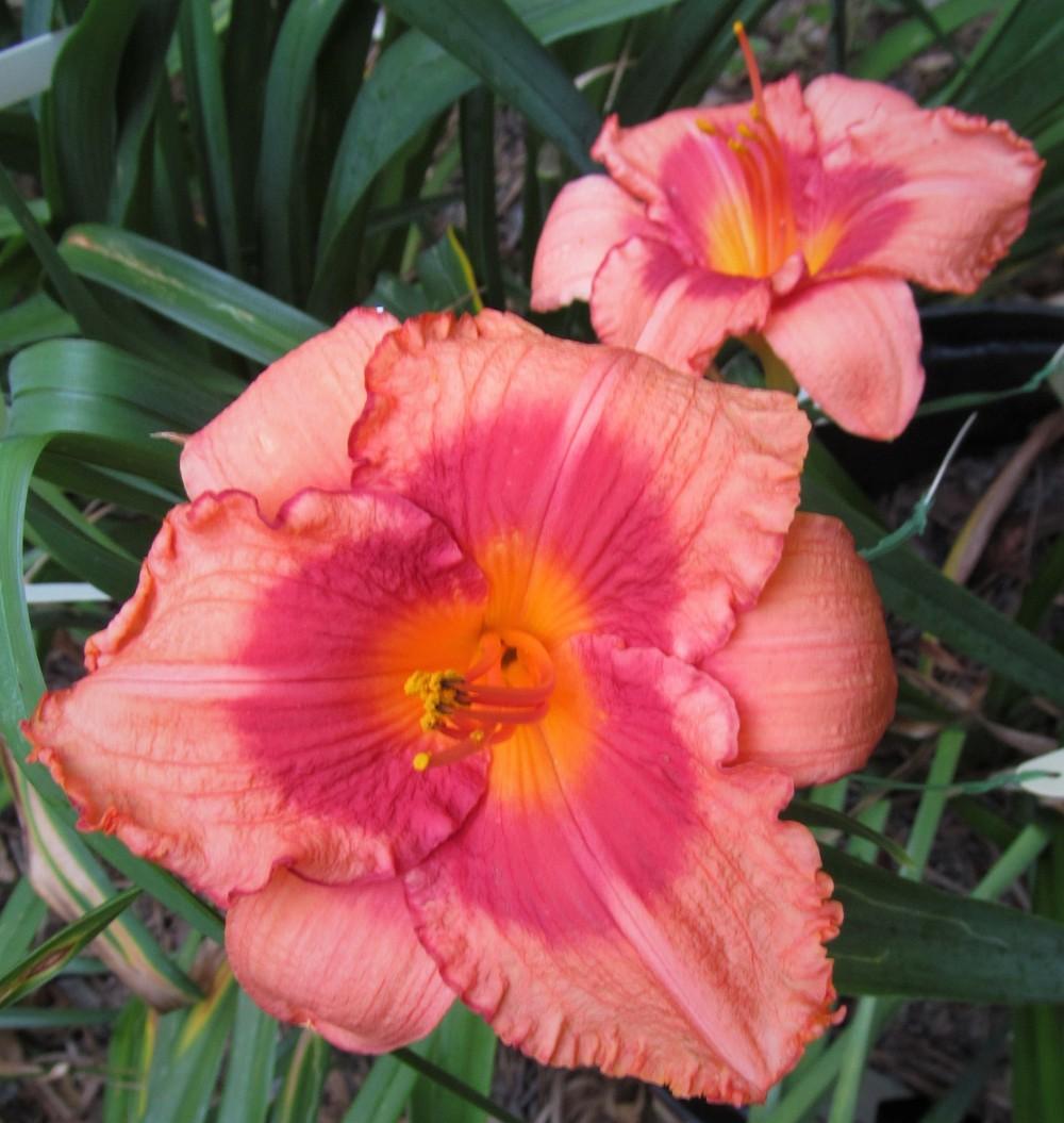 Daylily (Hemerocallis 'Holiday Song') in the Daylilies Database