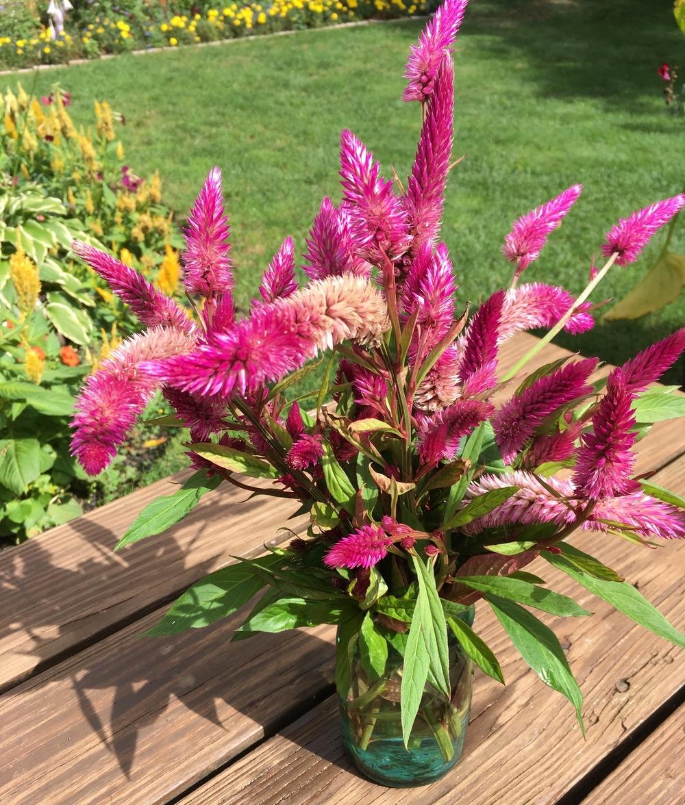 Wheatstraw Celosia (Celosia argentea 'Cramer's Amazon')