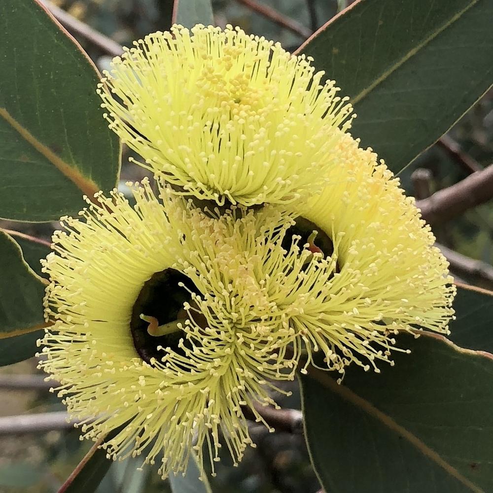 Photo of the bloom of Eucalyptus preissiana posted by HamiltonSquare