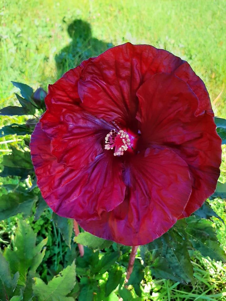 Photo of the bloom of Hybrid Hardy Hibiscus (Hibiscus 'Blackberry