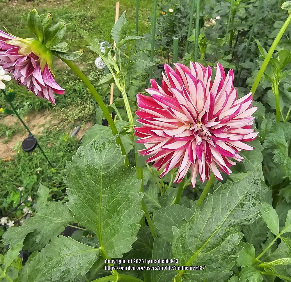 Photo of the bloom of Dahlia 'WB's One Eyed Jack' posted by mathchick13
