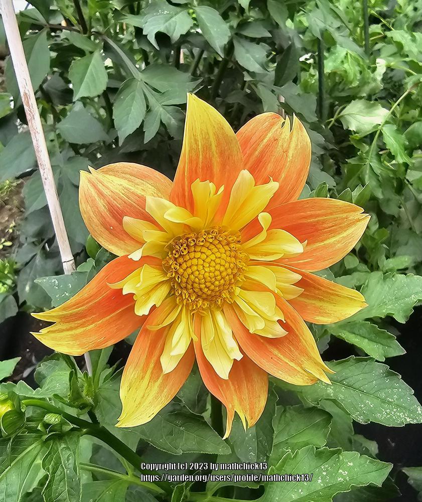 Dahlia 'Jack O'Lantern' in the Dahlias Database