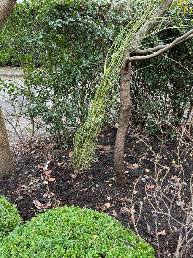 How to grow climbing roses into garden trees Gabi’s Garden