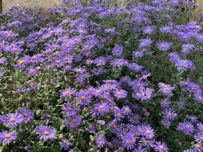 Flowering plants for September GardenAdvice.co.uk