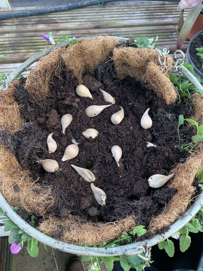 Creating a winter hanging basket with violas GardenAdvice.co.uk