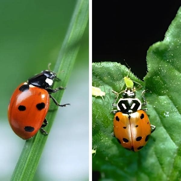 Are Ladybugs Good or Bad for Plants?