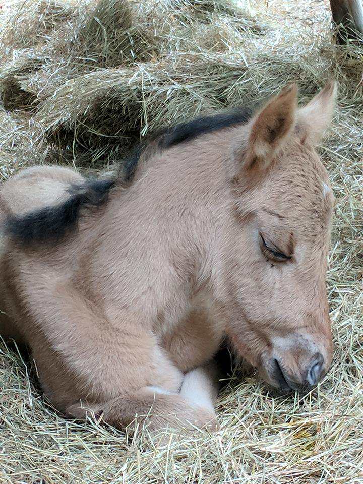 Dispatch from Daufuskie Little Horse, Big Heart Garden & Gun