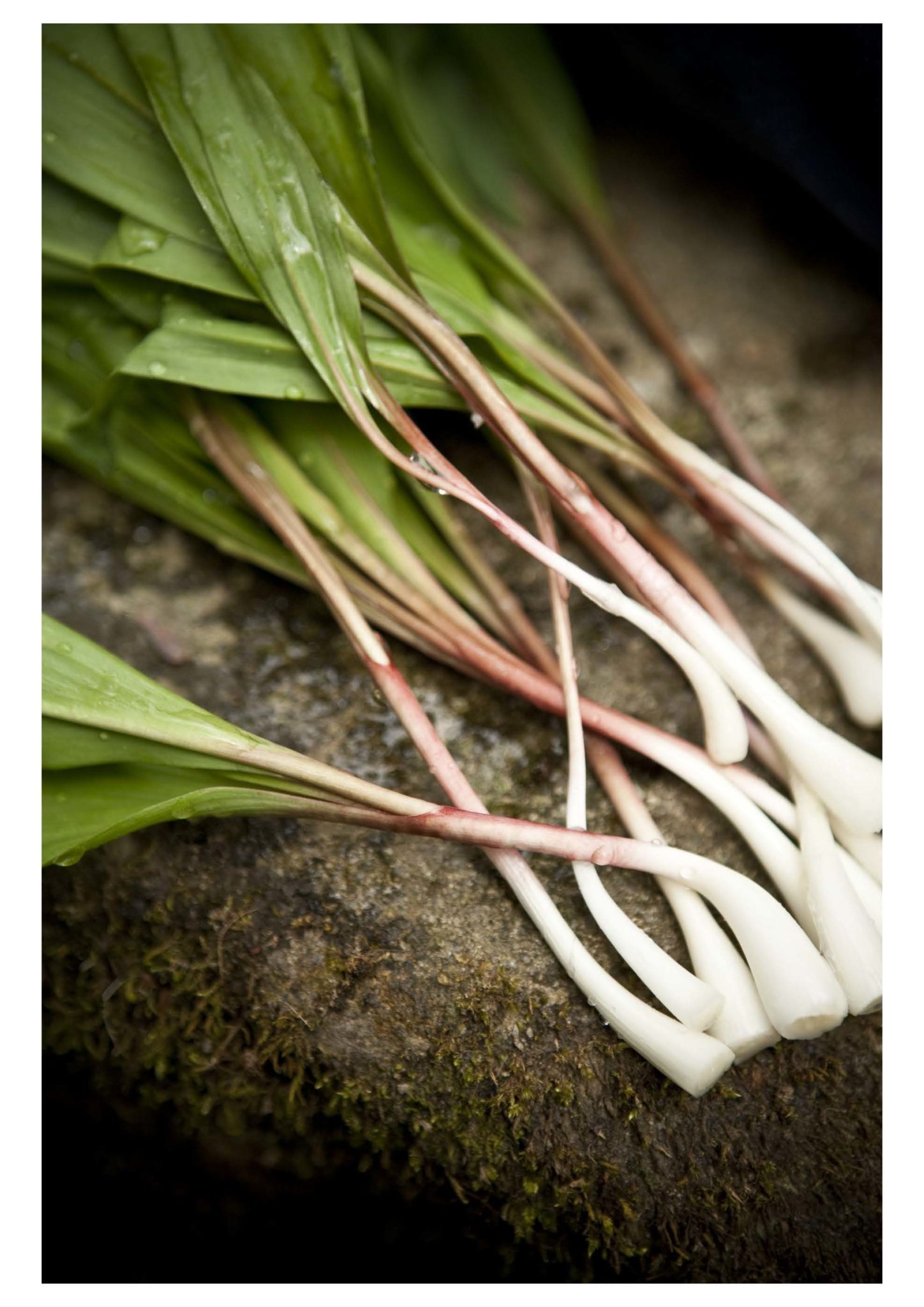 Tips for Finding Ramps—and Harvesting Them Sustainably Garden & Gun