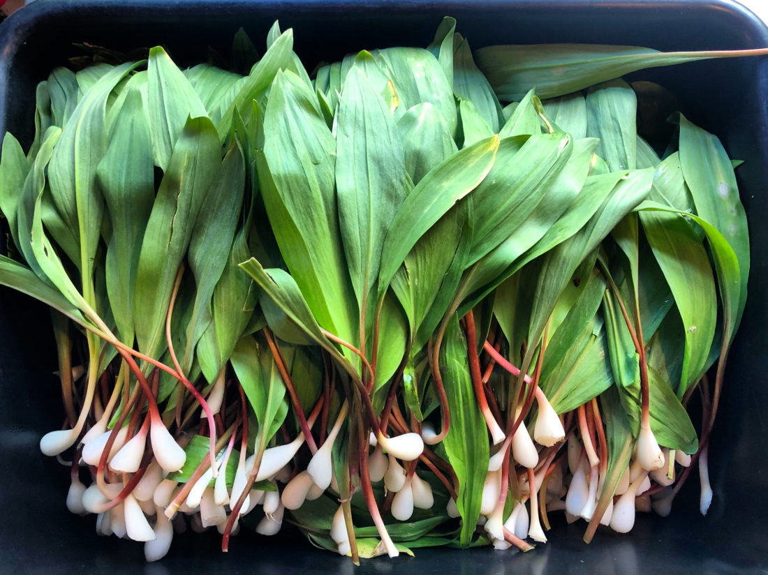 Tips for Finding Ramps—and Harvesting Them Sustainably Garden & Gun