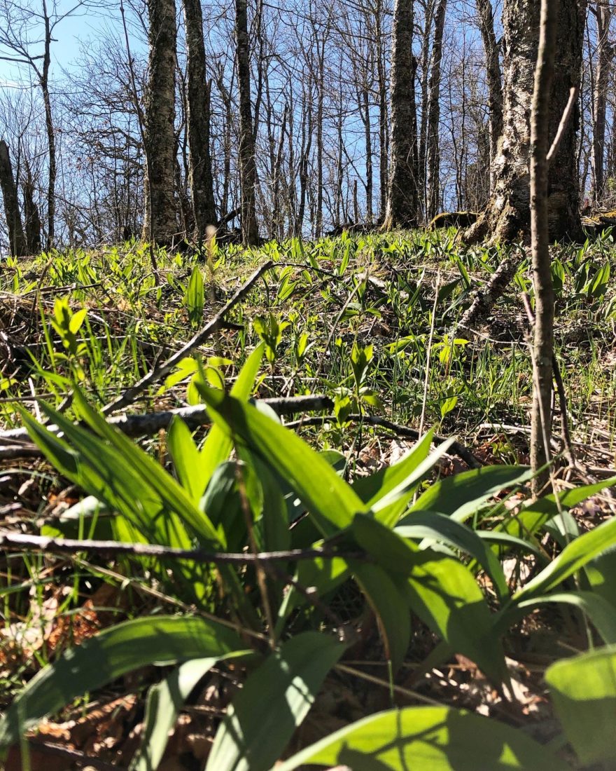 Tips for Finding Ramps—and Harvesting Them Sustainably Garden & Gun