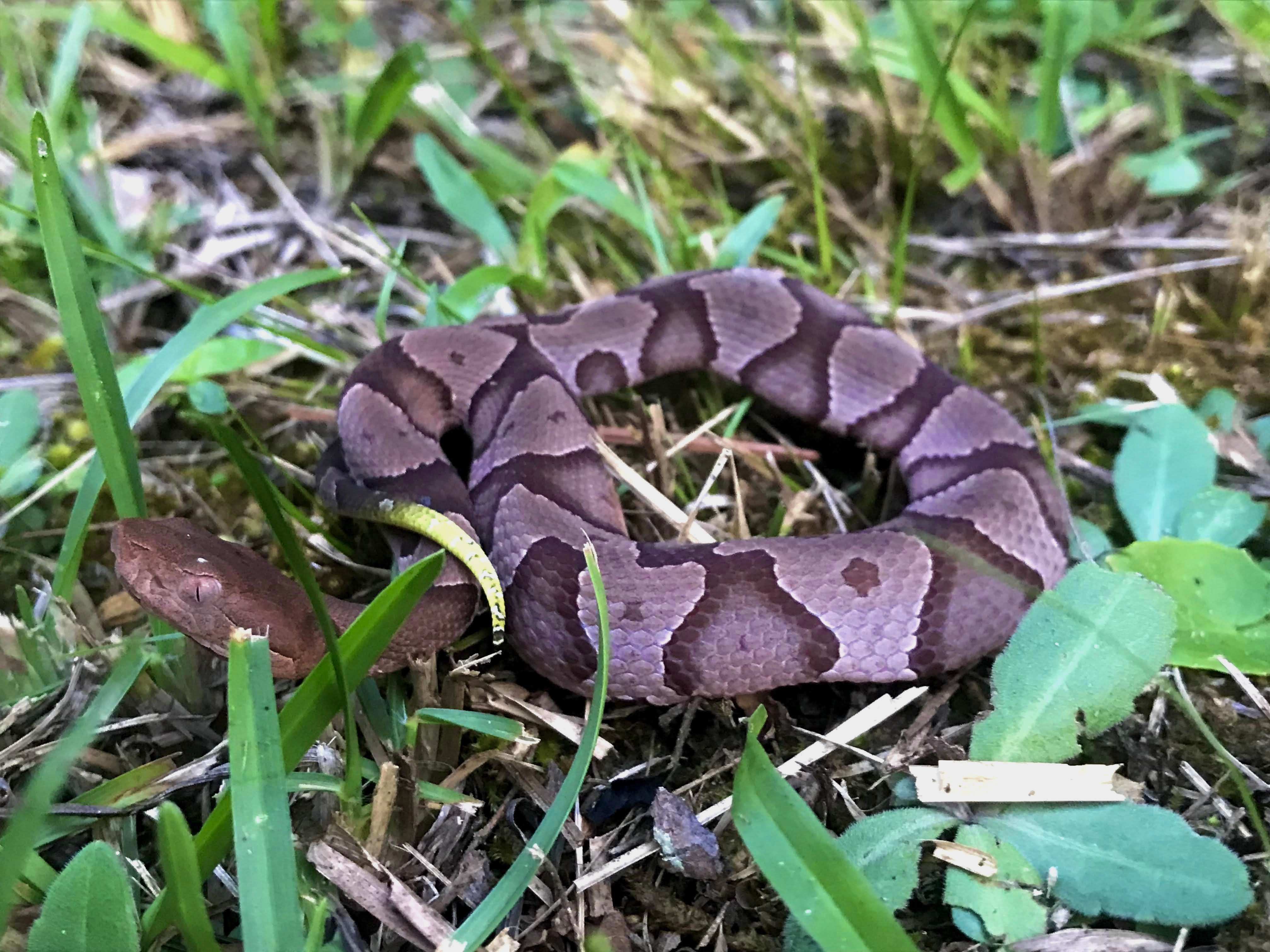 Copperhead Snake