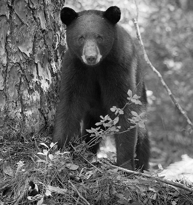 What's Behind All the Bear Sightings in Florida? Garden & Gun