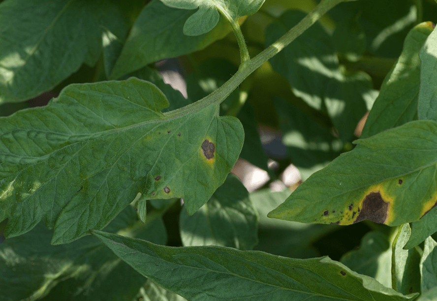 10 Common Tomato Plant Diseases (and How to Heal Them) Garden and Happy