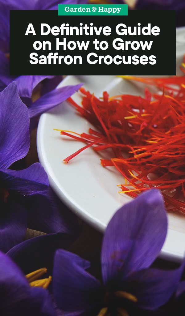 A Definitive Guide on How to Grow Saffron Crocuses Garden and Happy