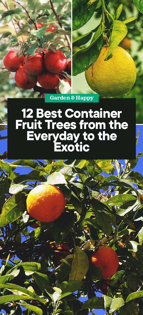 12 Best Container Fruit Trees from the Everyday to the Exotic Garden and Happy