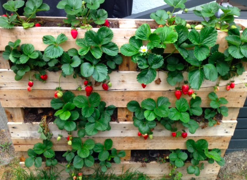 13 Things You Can Use as a Strawberry Planter Garden and Happy