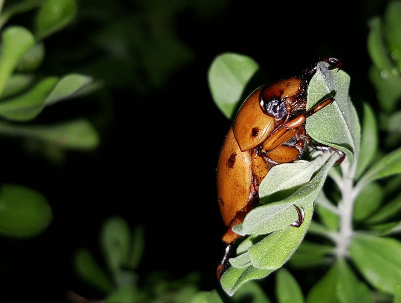 Why June Bugs Are Beneficial to the Garden and You Shouldn't Get Rid of