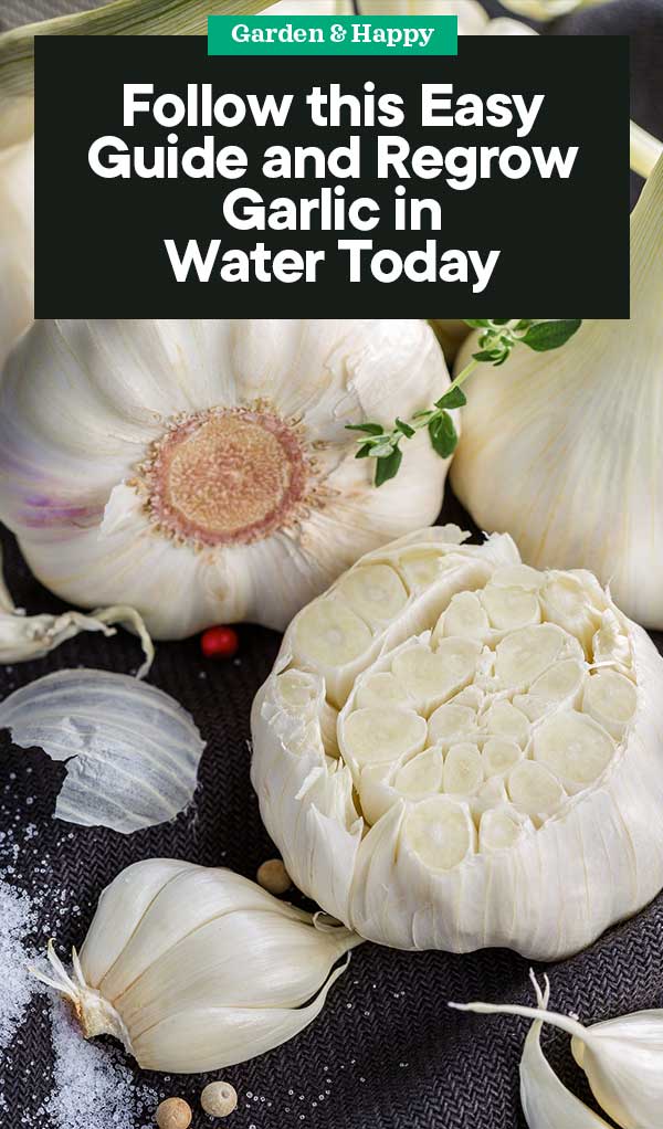 Garlic is a workhorse in the kitchen as it's used in endless recipes, but sometimes a small green sprout emerges from the center of a clove. How To Regrow Garlic In Water Garden And Happy