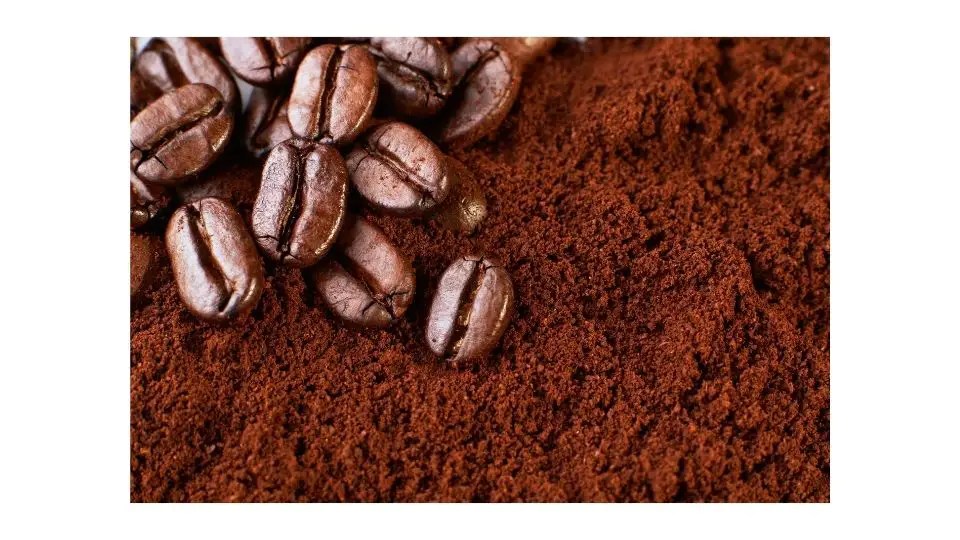 Are Coffee Grounds Good for Roses?