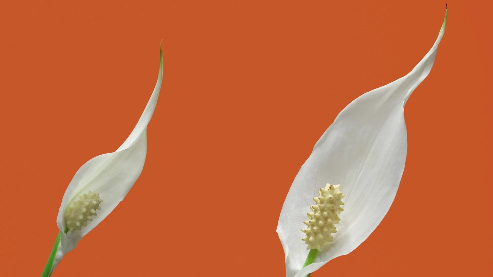 How Long Can a Peace Lily Live? GardenAndSunshine