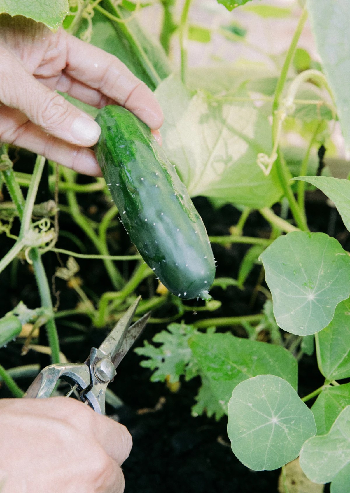 Cucumber Signs Cucumber HerbaZest