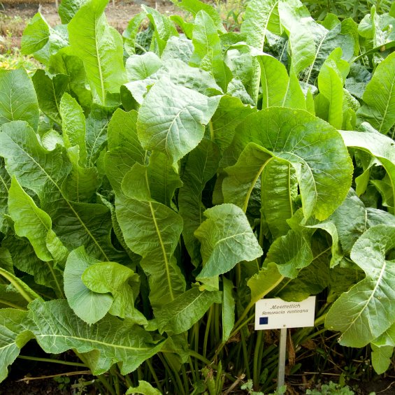 Growing Horseradish in USA Zone 5a climate