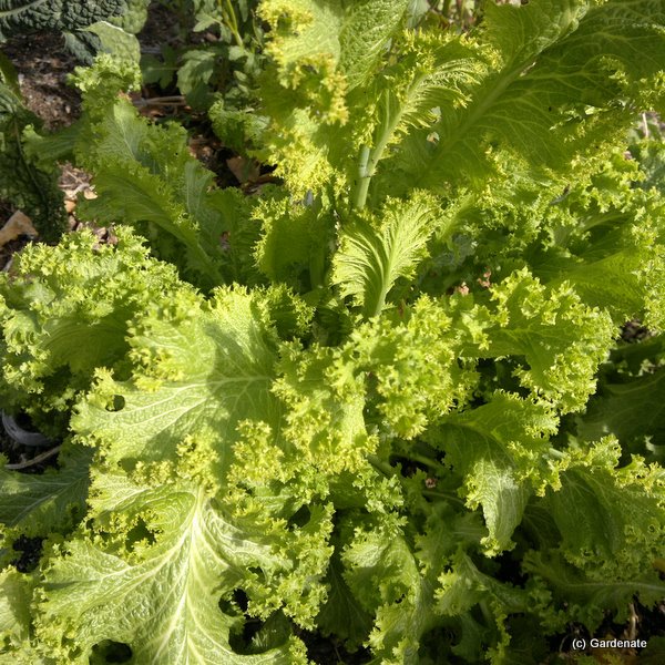 Growing Mustard greens (gai choy) in Australia temperate climate