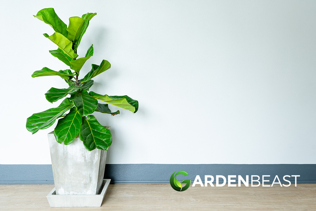 Fiddle Leaf Fig Temperature Tolerance pichead