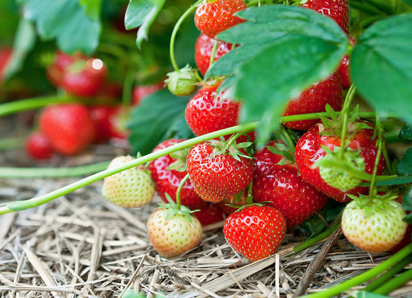 How to Grow Strawberries Tips for Planting & Growing Complete Guide