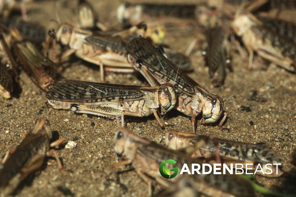 Locust Plague Sweeps Through East Africa Set to Grow Even Worse