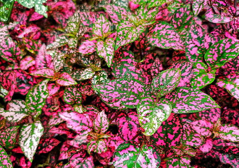 Polka Dot Plants Guide How Care For "Hypoestes Phyllostachya"