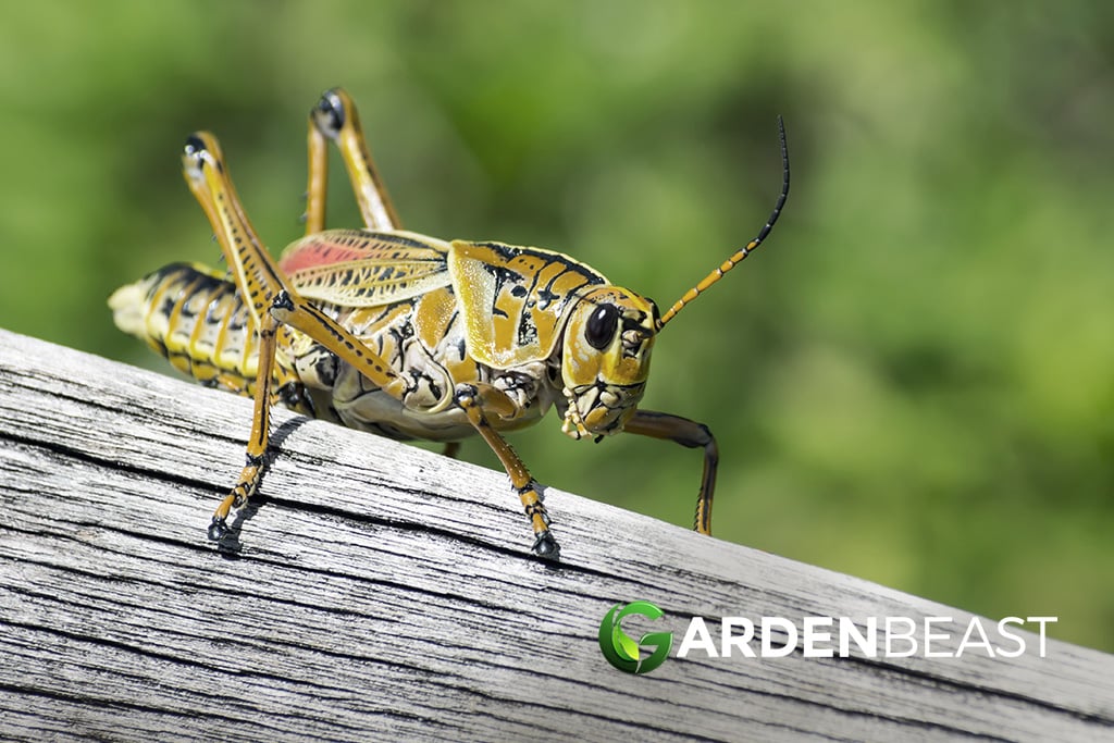 Utah Legislators Endorse Bill to Tackle Mormon Crickets