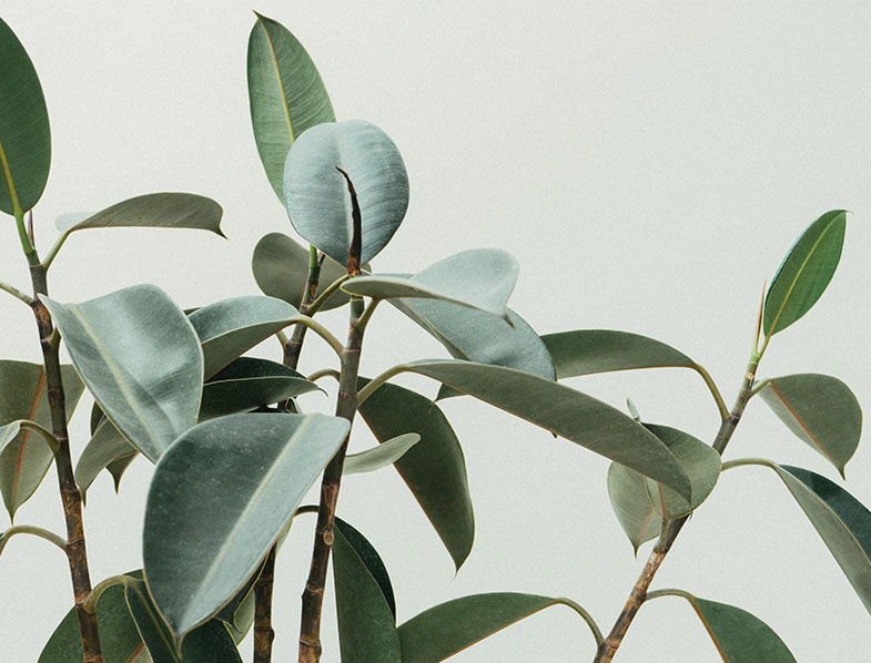 Rubber Plants Guide How to Grow & Care For "Ficus Elastica"