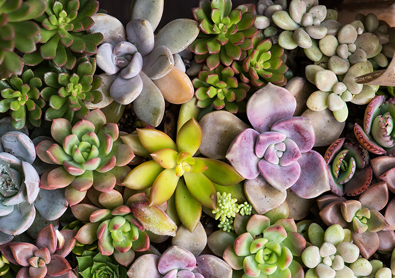 How to Plant Succulents Complete Beginner's Guide