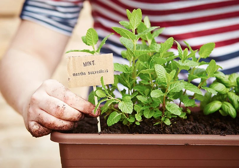 How to Plant & Grow Mint Plants Complete Guide