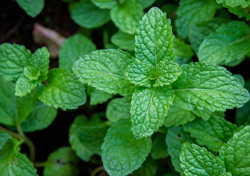 How to Plant & Grow Mint Plants Complete Guide
