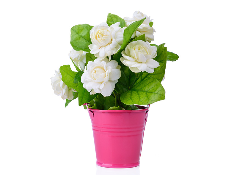 Jasminum Sambac Guide How to Grow & Care for “Arabian Jasmine”