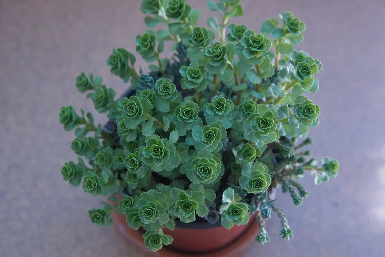 Sedums Guide How to Grow and Care for "Stonecrops"